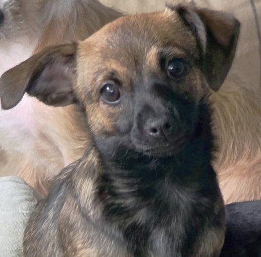 Enlarge Tangi, a Adoptable mixed breed in Anaheim Hills, CA image 3/3