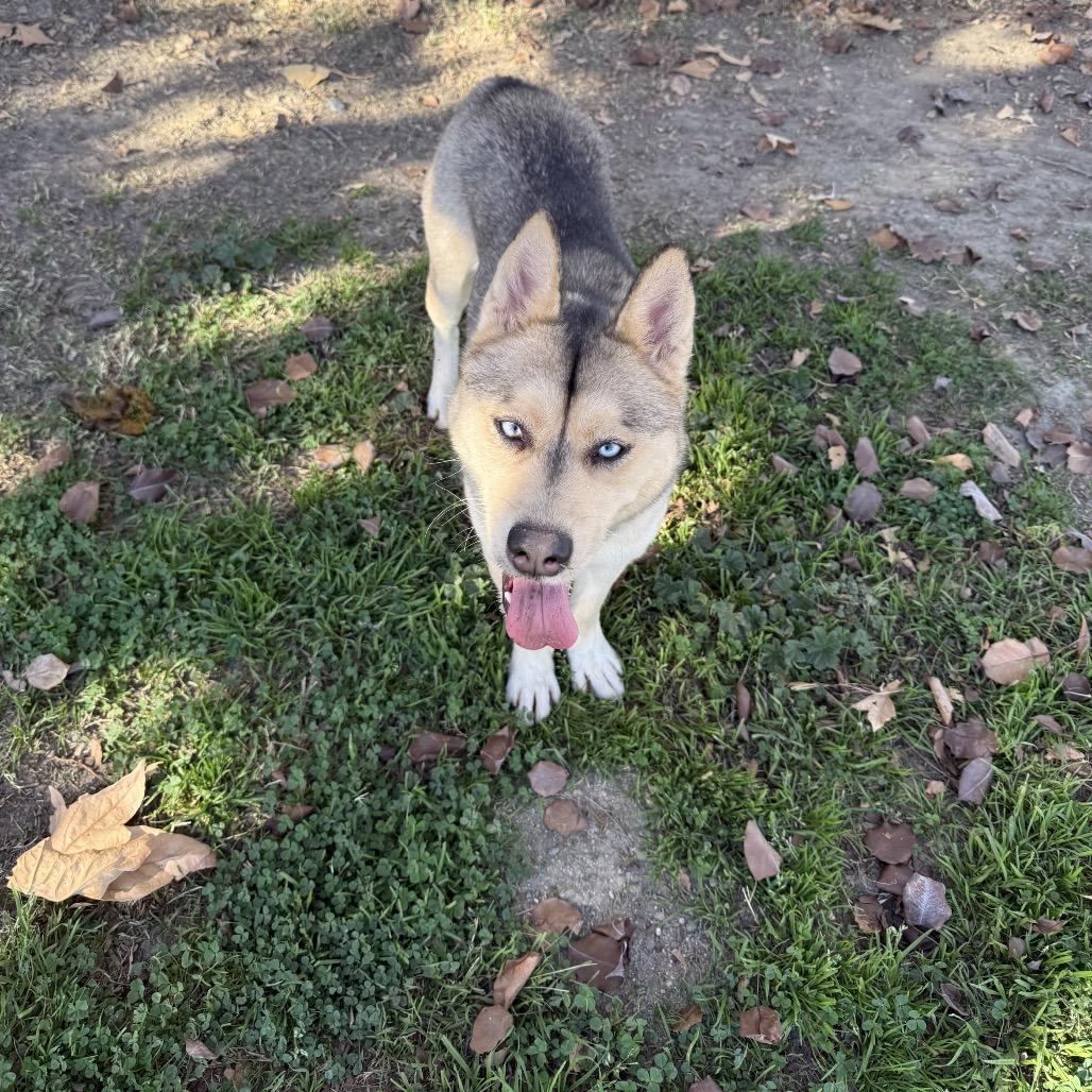 Winter, Adoptable, Adult Female Husky & Cattle Dog.
