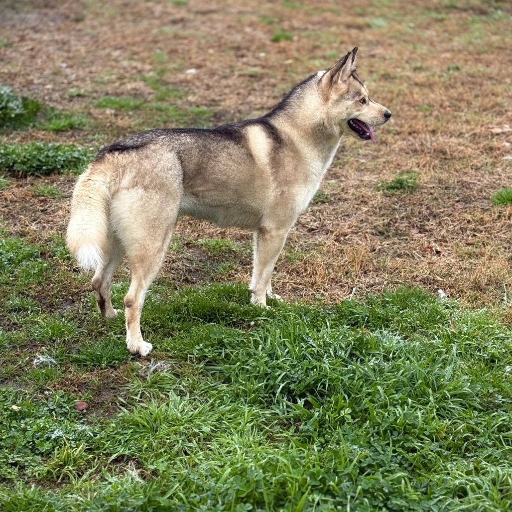 Enlarge Winter, a Adoptable mixed breed in San Jacinto, CA image 2/6