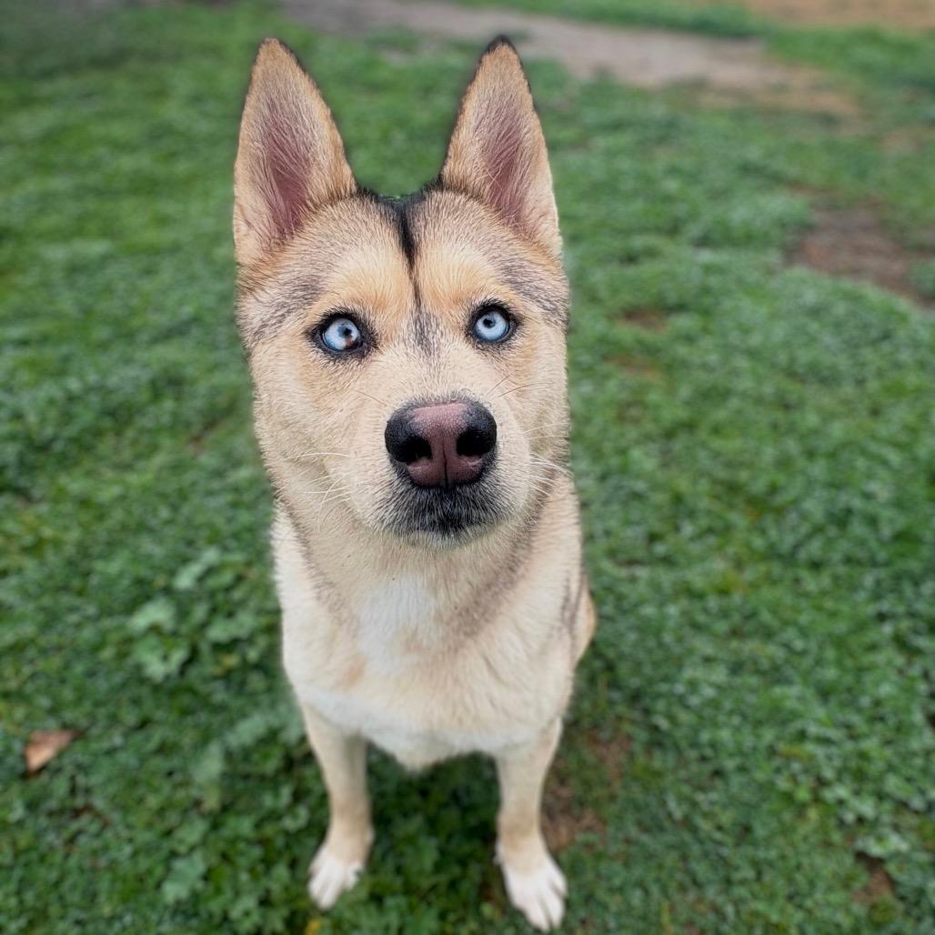 Enlarge Winter, a Adoptable mixed breed in San Jacinto, CA image 3/6