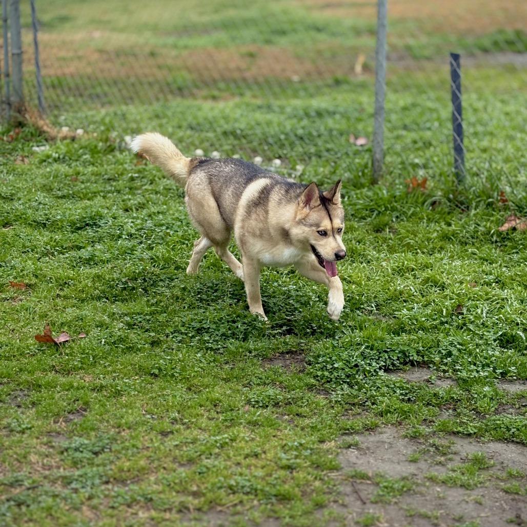 Enlarge Winter, a Adoptable mixed breed in San Jacinto, CA image 5/6