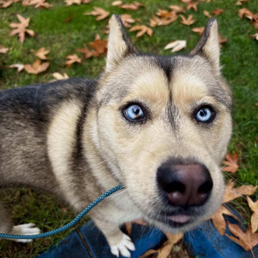 Enlarge Winter, a Adoptable mixed breed in San Jacinto, CA image 6/6
