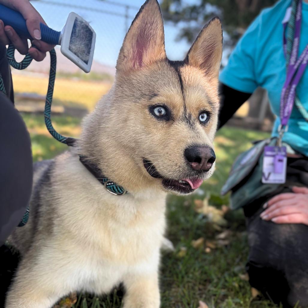 Enlarge Winter, a Adoptable mixed breed in San Jacinto, CA image 6/6
