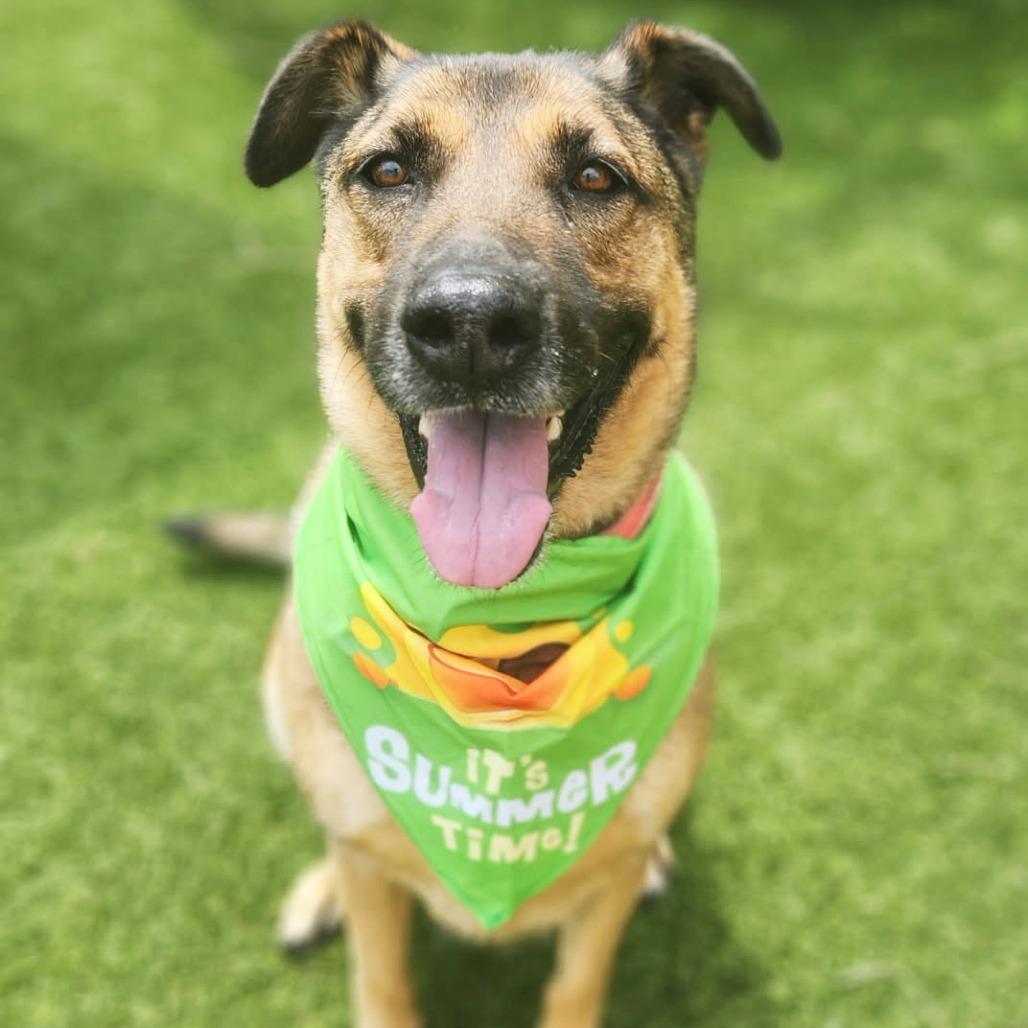 Sienna, Adoptable, Senior Female German Shepherd Dog.