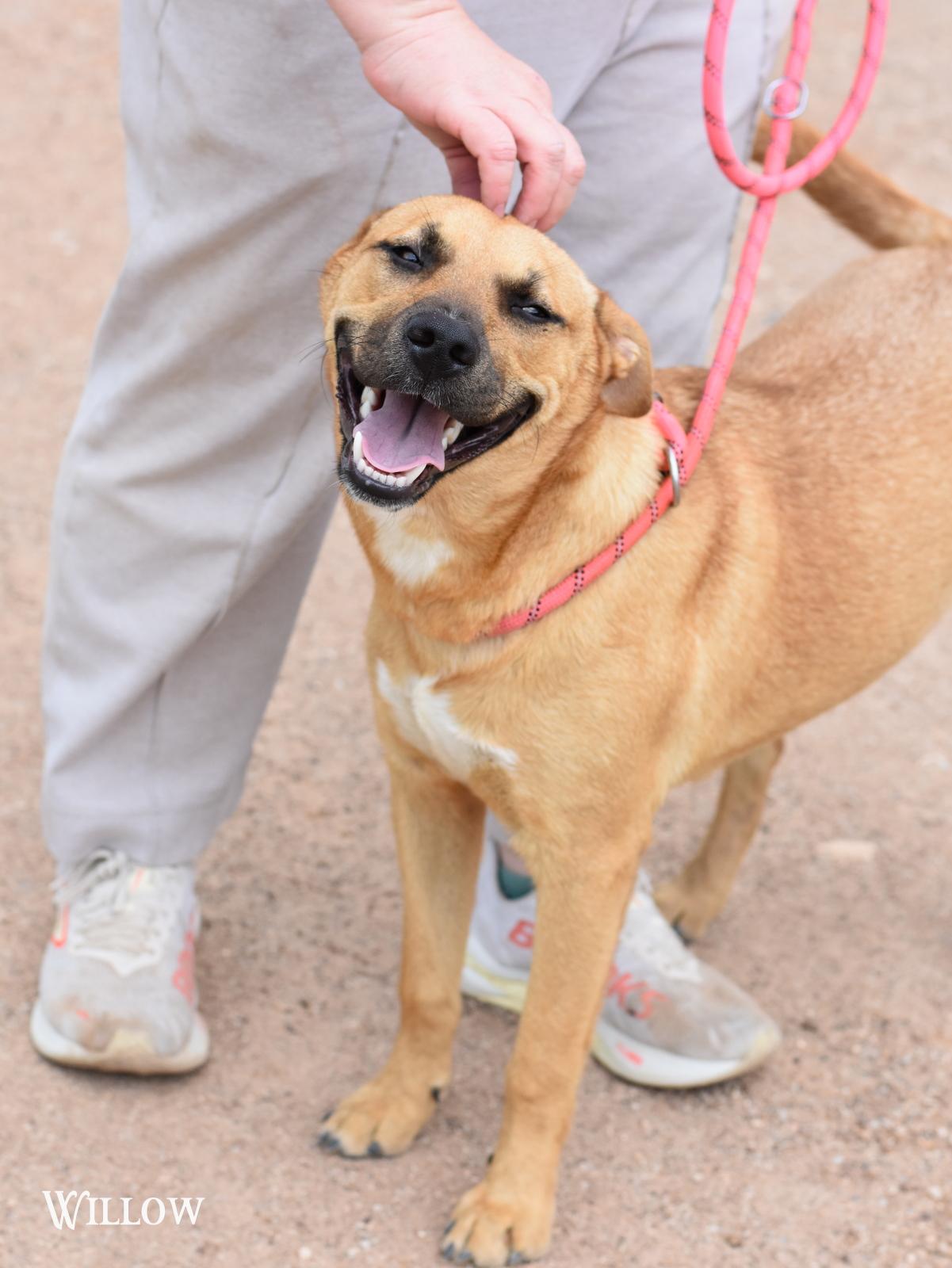 Willow, an adopted Black Mouth Cur in Salt Lake City, UT image 2/4