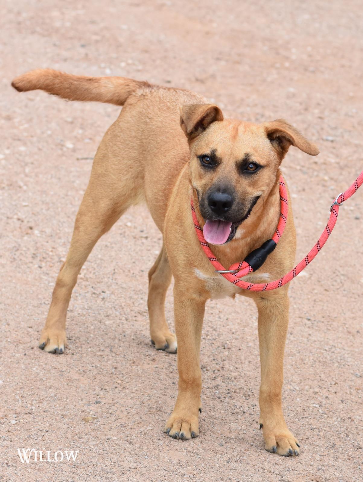 Willow, an adopted Black Mouth Cur in Salt Lake City, UT image 3/4