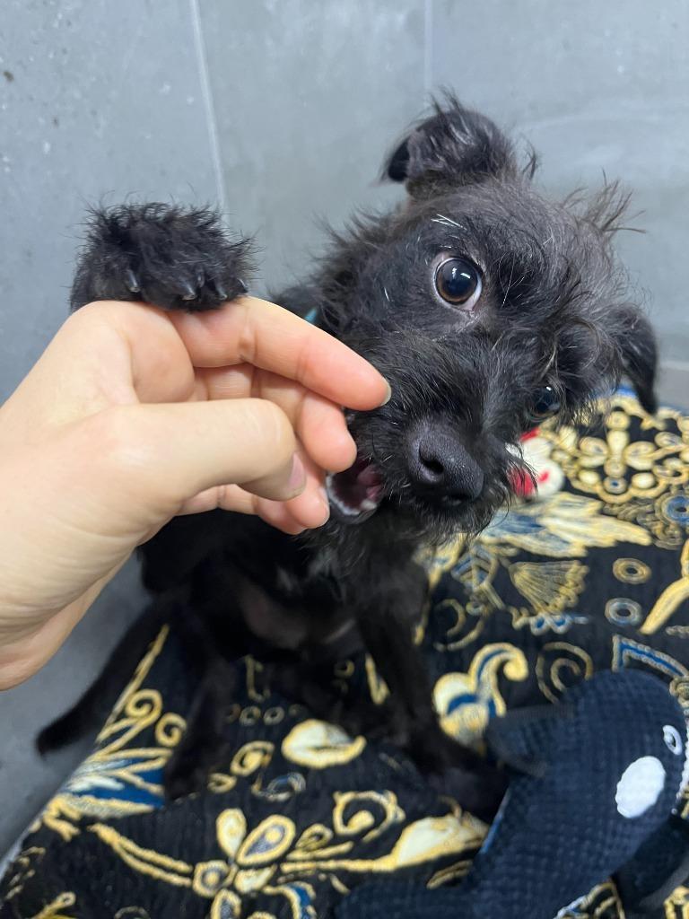 Oso