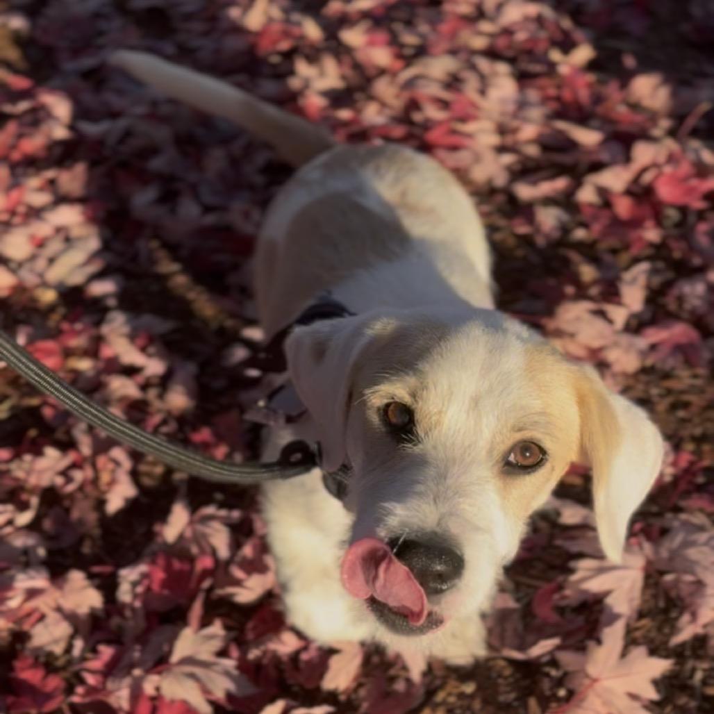 Remi, Adoptable, Puppy Male Basset Hound & Mixed Breed.