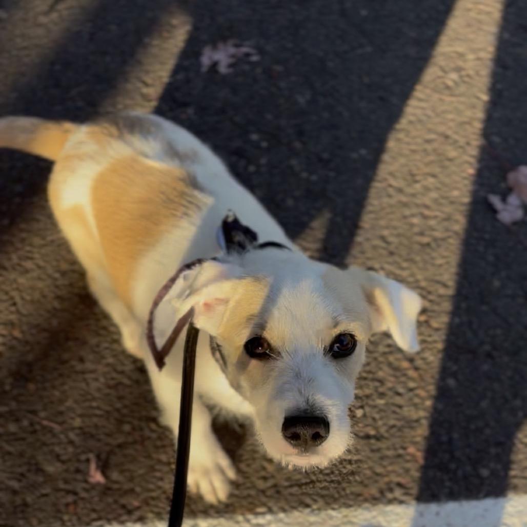 Enlarge Remi, a Adoptable mixed breed in Newberg, OR image 2/6