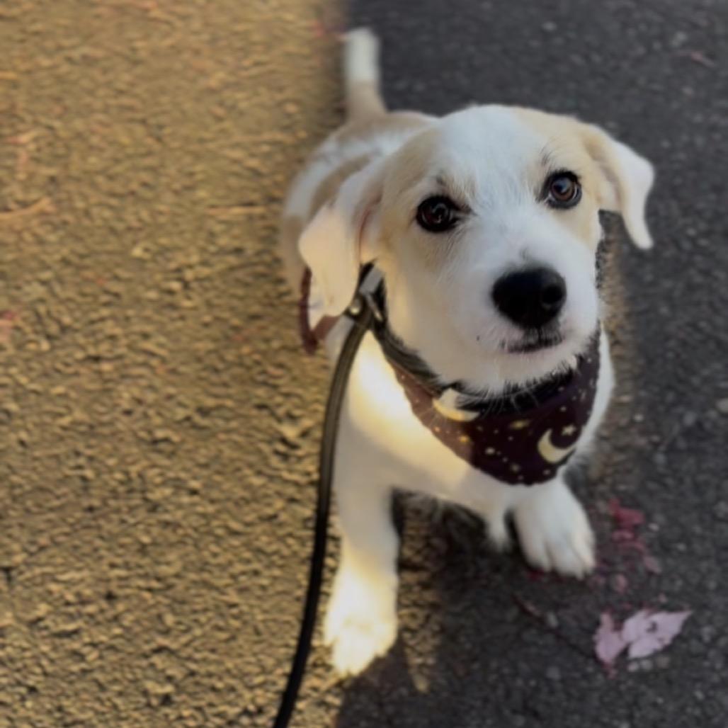 Enlarge Remi, a Adoptable mixed breed in Newberg, OR image 3/6