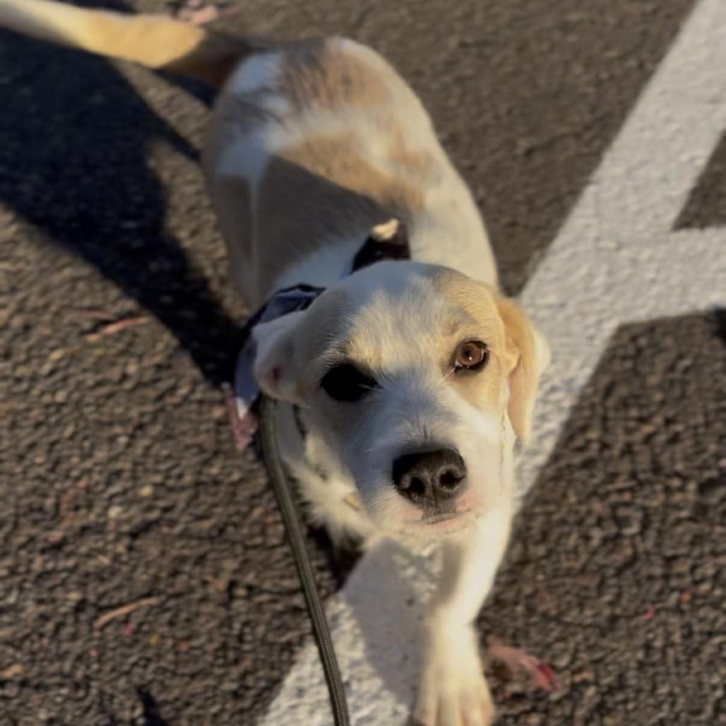Enlarge Remi, a Adoptable mixed breed in Newberg, OR image 4/6
