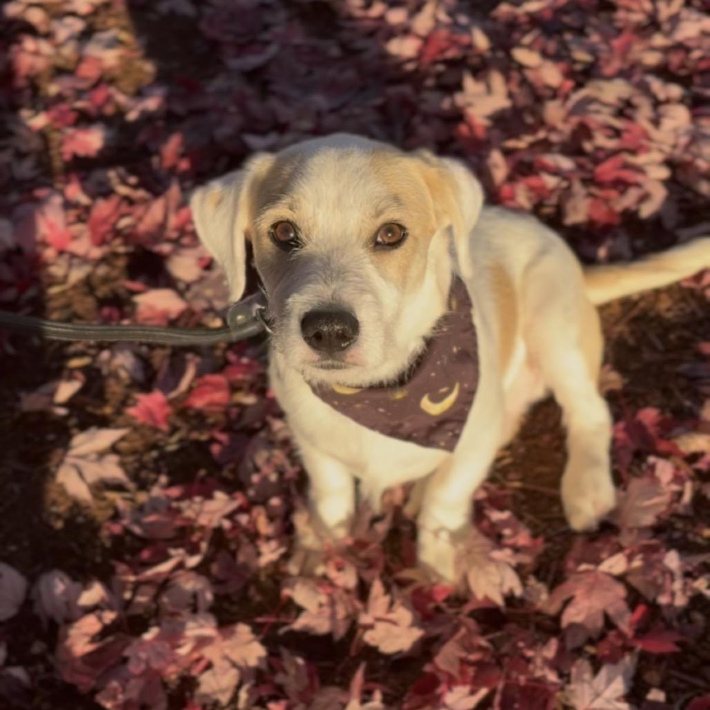 Enlarge Remi, a Adoptable mixed breed in Newberg, OR image 5/6