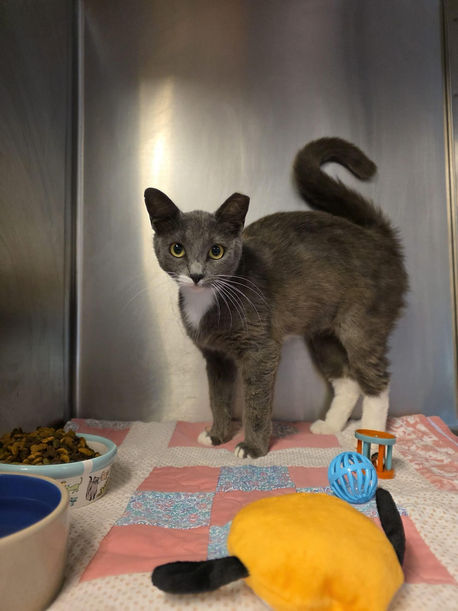 Mincy, adopted, Young Female Domestic Short Hair.