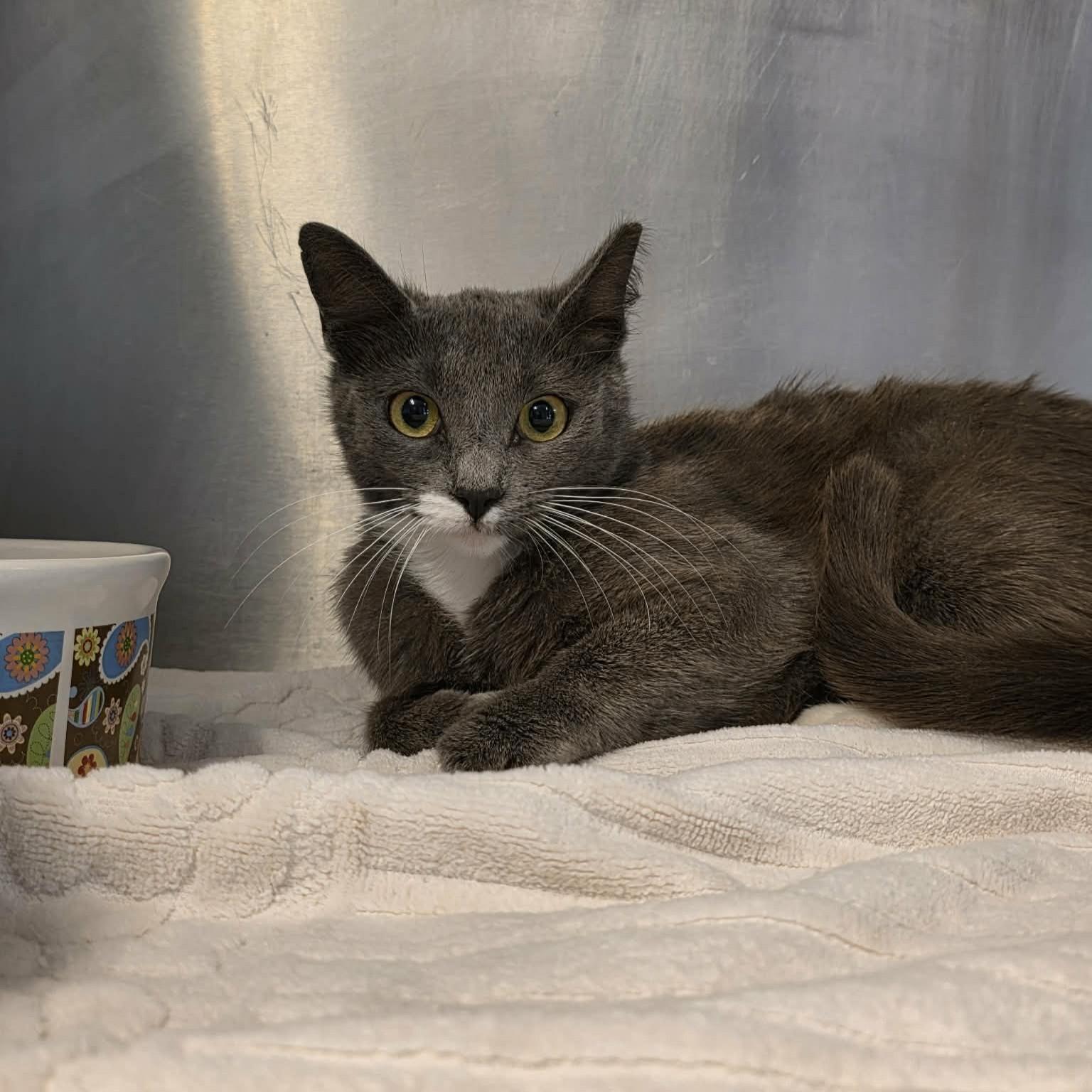 Enlarge Mincy, an adopted mixed breed in Umatilla, FL image 2/3