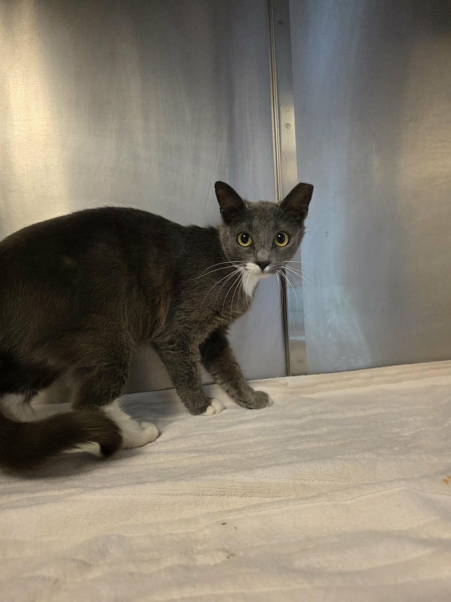 Enlarge Mincy, an adopted mixed breed in Umatilla, FL image 3/3