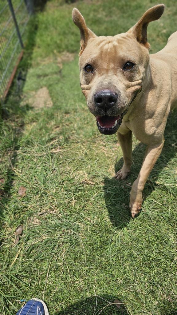 Rigatoni, Adoptable, Young Female Pit Bull Terrier.