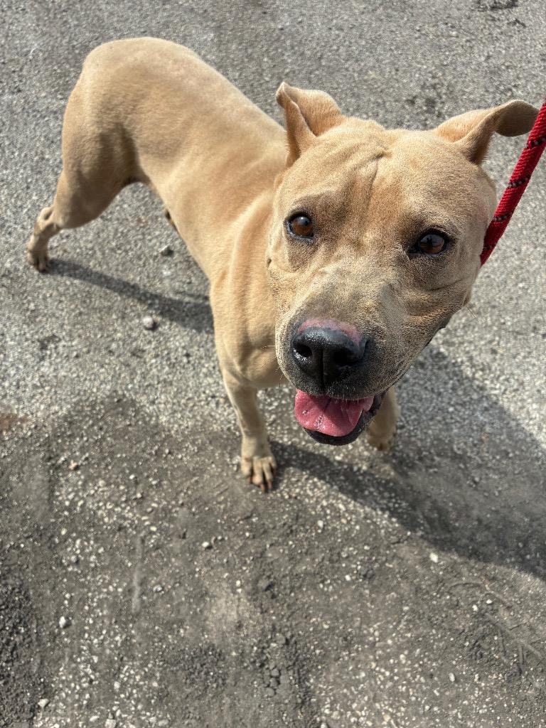 Rigatoni, Adoptable, Young Female Pit Bull Terrier.