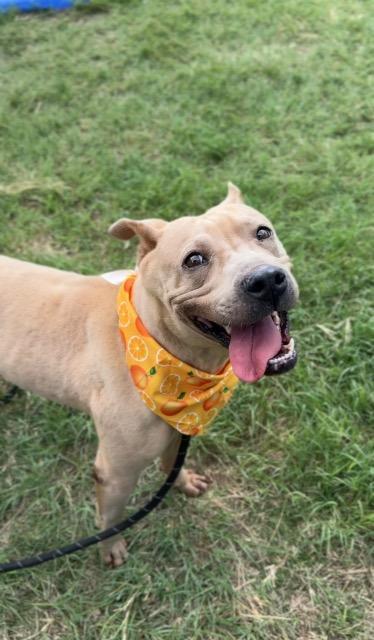 Enlarge Rigatoni, a Adoptable Pit Bull Terrier in New Braunfels, TX image 3/6