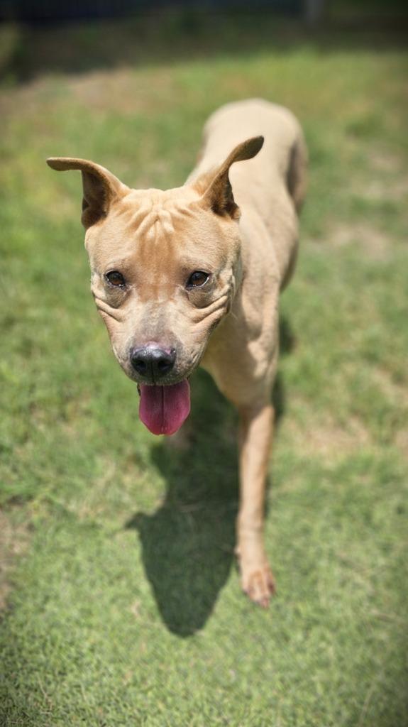 Enlarge Rigatoni, a Adoptable Pit Bull Terrier in New Braunfels, TX image 4/6