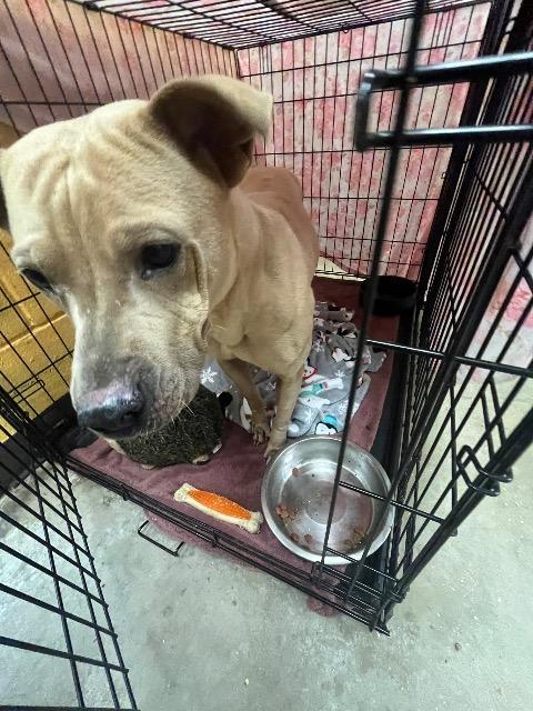 Enlarge Rigatoni, a Adoptable Pit Bull Terrier in New Braunfels, TX image 2/2