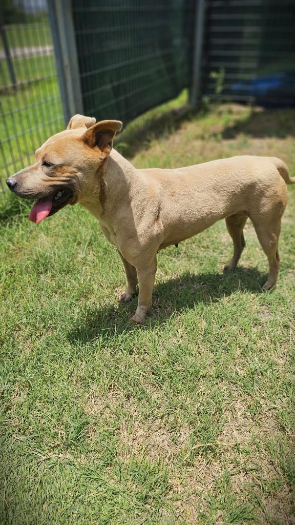 Enlarge Rigatoni, a Adoptable Pit Bull Terrier in New Braunfels, TX image 6/6