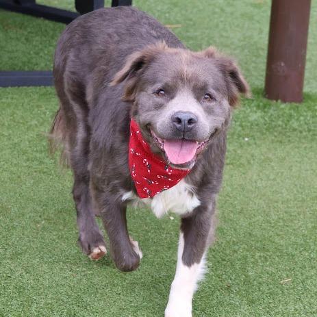 Enlarge CT Sasha, a Adoptable mixed breed in Stormville, NY image 1/3