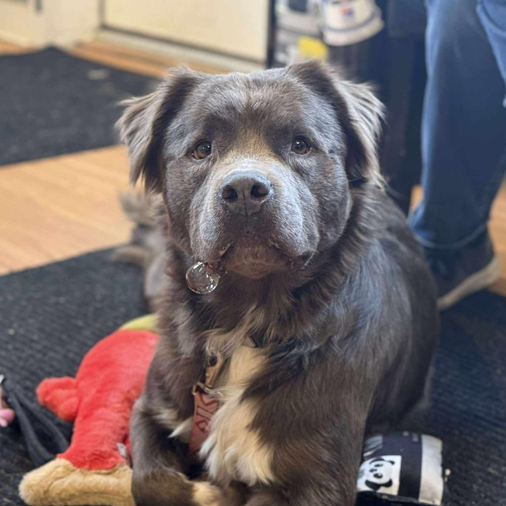 CT Sasha, Adoptable, Senior Female Labrador Retriever.