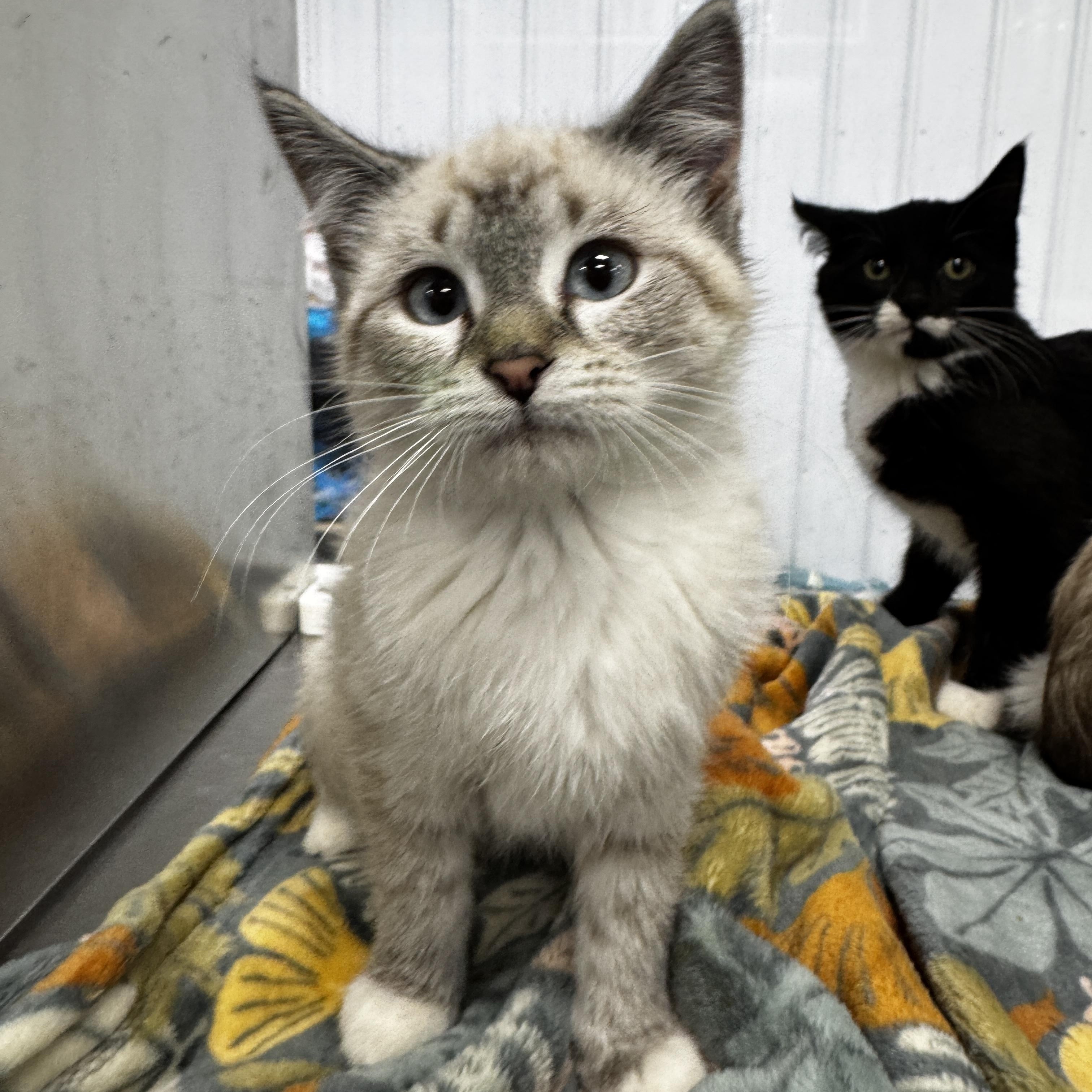 Leia, adopted, Kitten Female Domestic Short Hair.