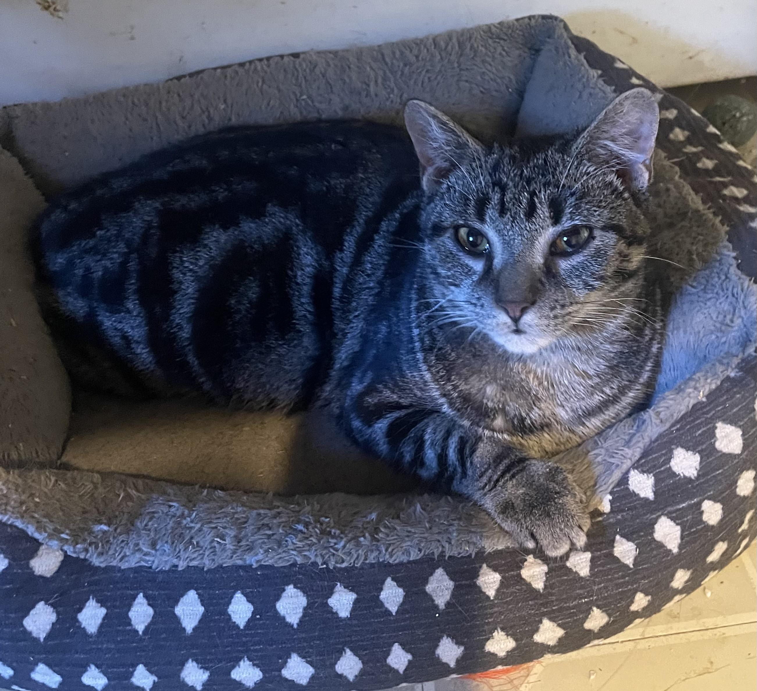 Timmy, Adoptable, Kitten Male Tabby.