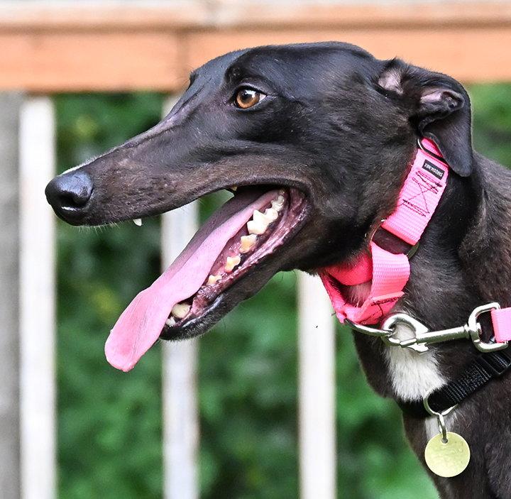 Enlarge Chrome, a Adoptable Greyhound in Minneapolis, MN image 1/3