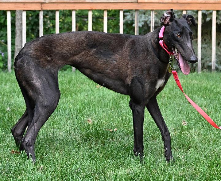 Enlarge Chrome, a Adoptable Greyhound in Minneapolis, MN image 2/3