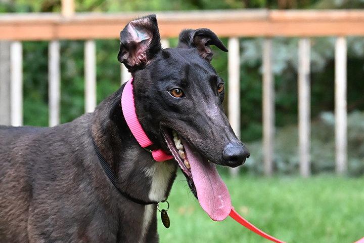 Enlarge Chrome, a Adoptable Greyhound in Minneapolis, MN image 3/3