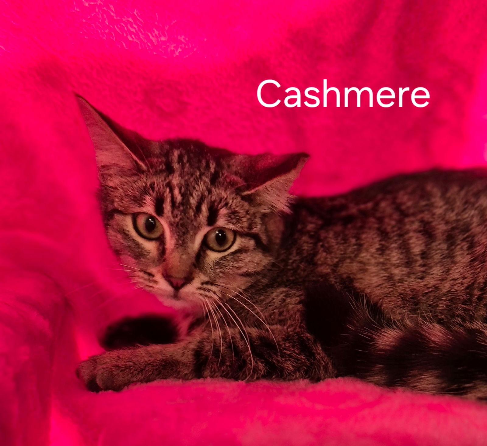 Cashmere, Adoptable, Kitten Female Domestic Short Hair.
