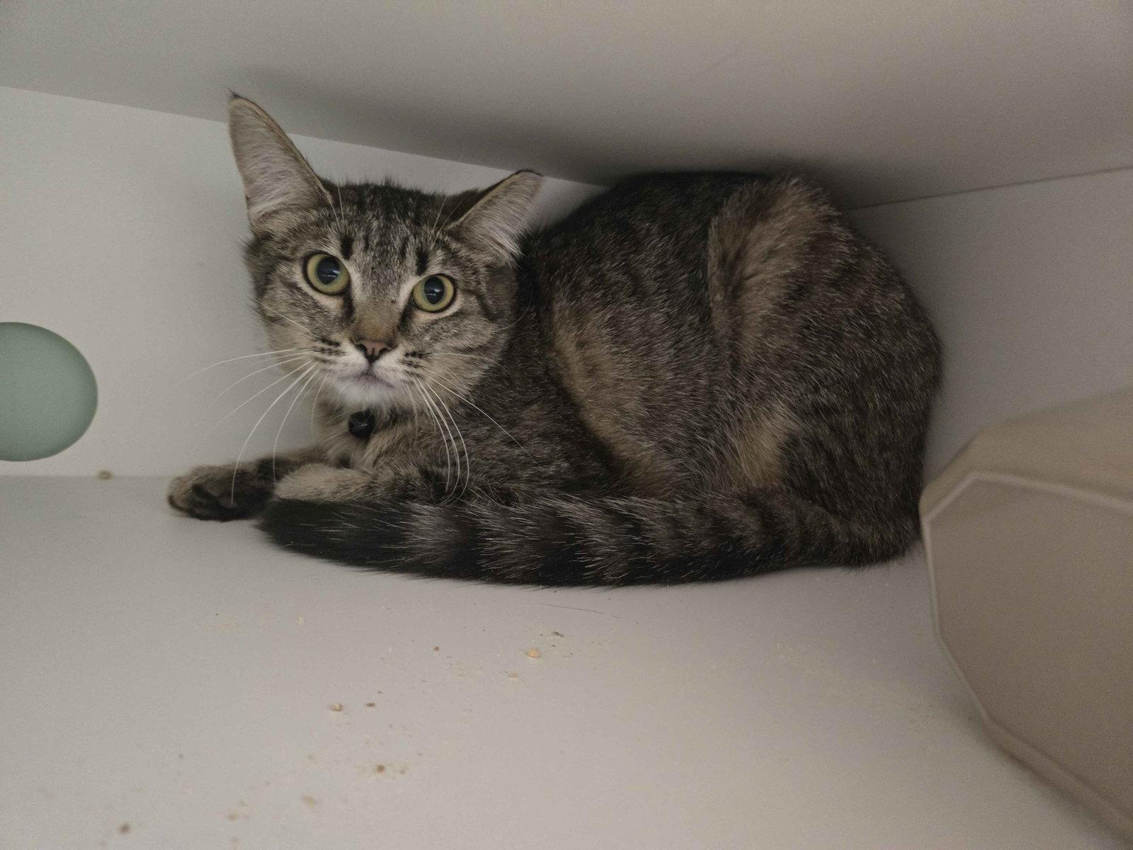 Cashmere, a Adoptable Domestic Short Hair in Oviedo, FL image 2/2