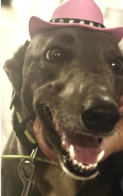 Enlarge Skye, a Adoptable Greyhound in Tarpon Springs, FL image 1/3