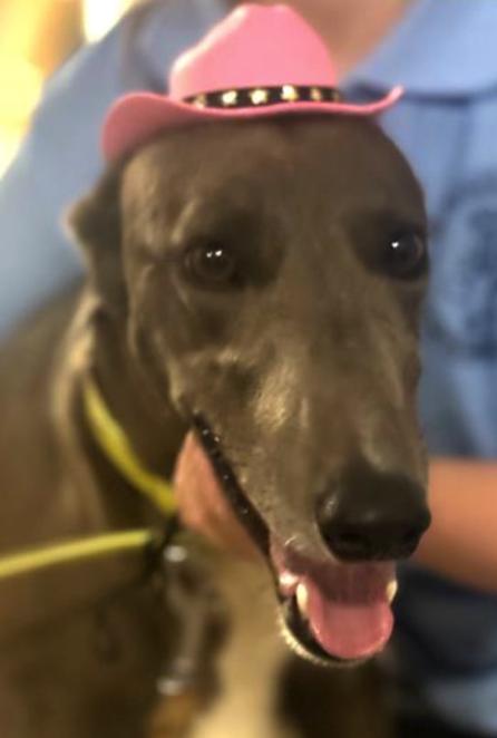 Enlarge Skye, a Adoptable Greyhound in Tarpon Springs, FL image 2/3