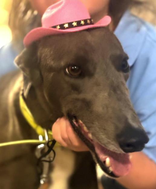 Enlarge Skye, a Adoptable Greyhound in Tarpon Springs, FL image 3/3