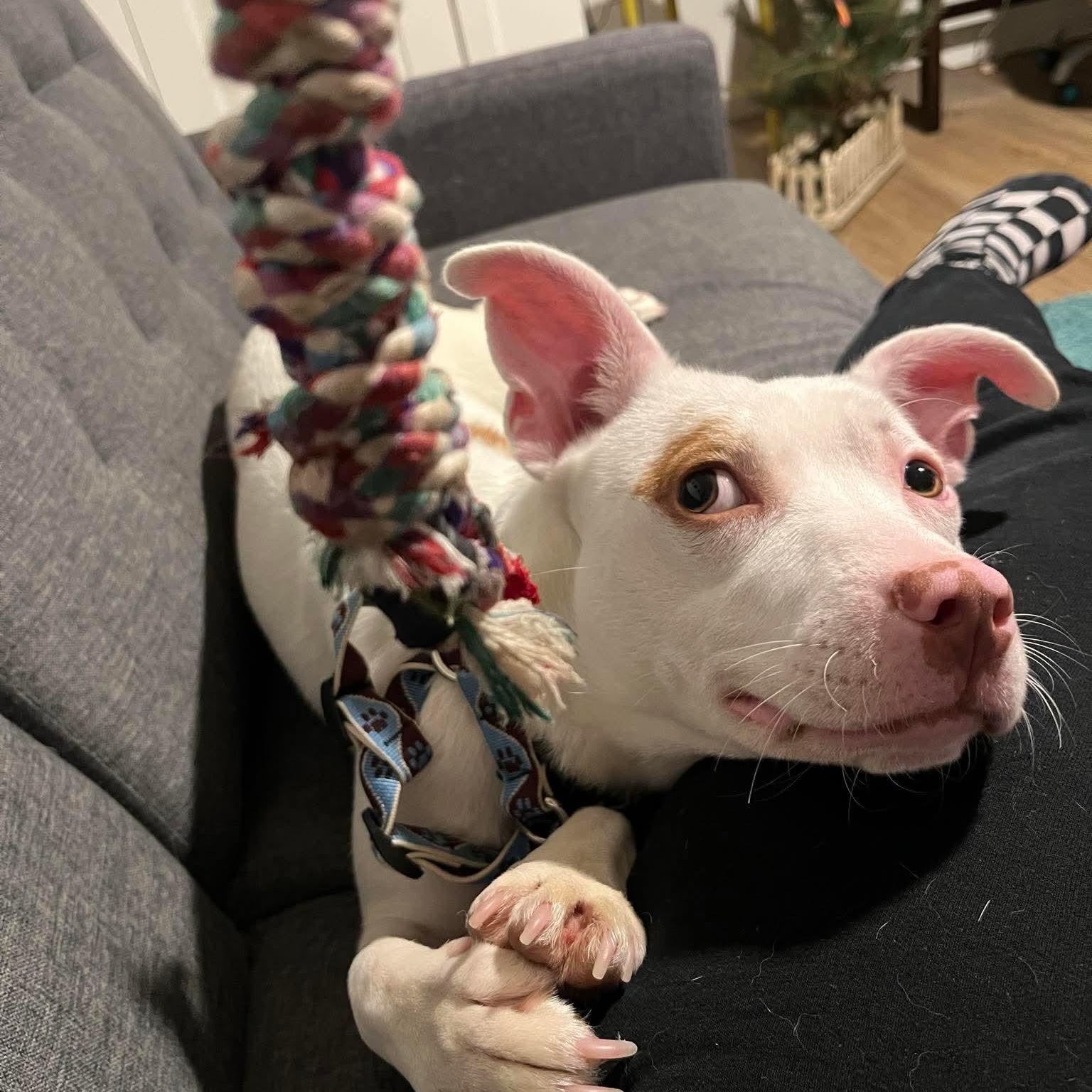 Stella — thumbnail 6