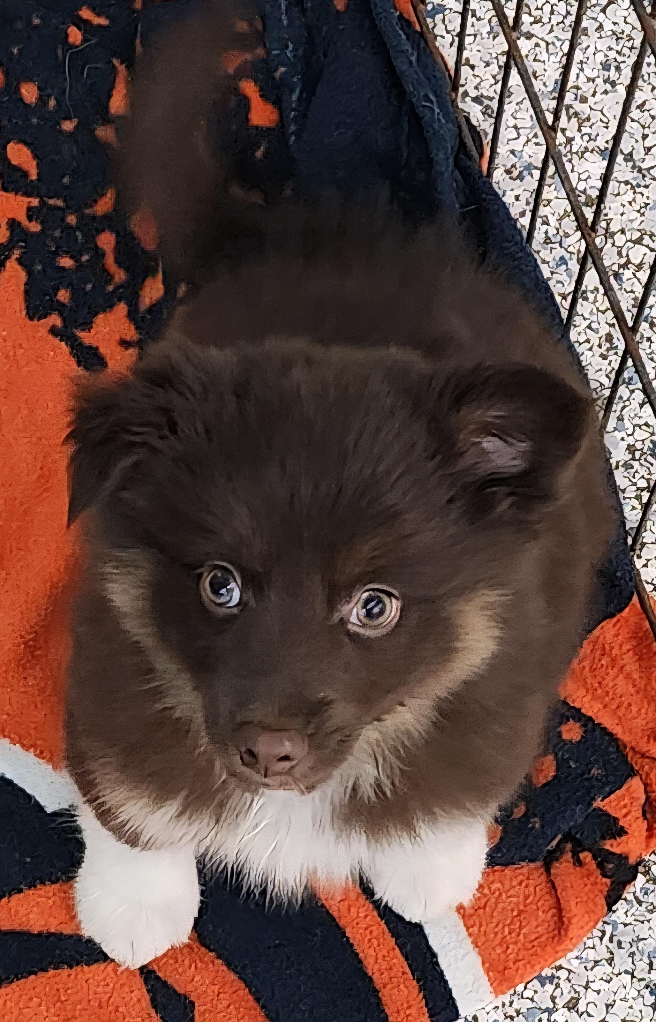 Major, an adoptable Pomsky in Momence, IL, 60954 | Photo Image 1