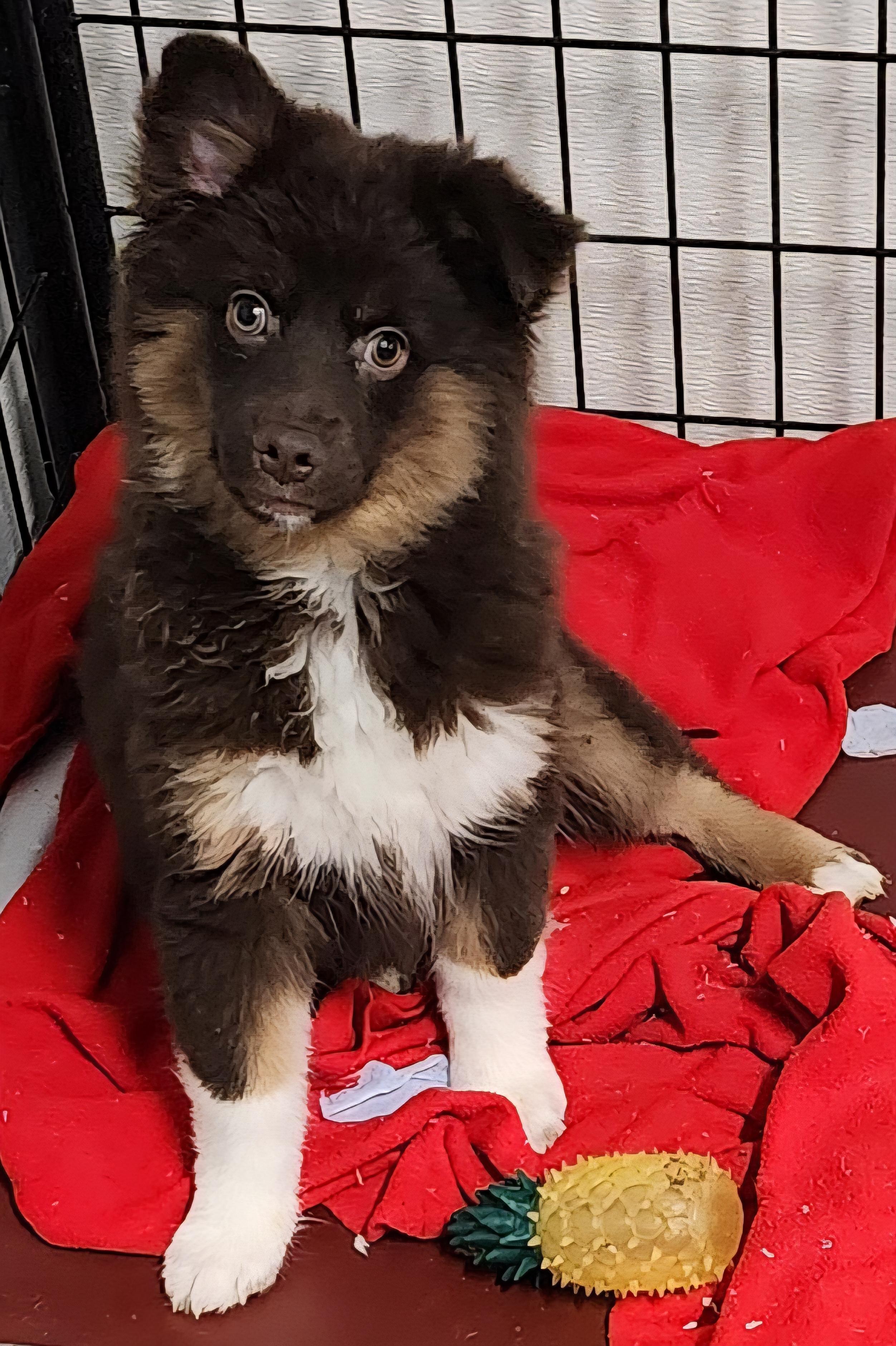 Major, Adoptable, Puppy Male Pomsky.