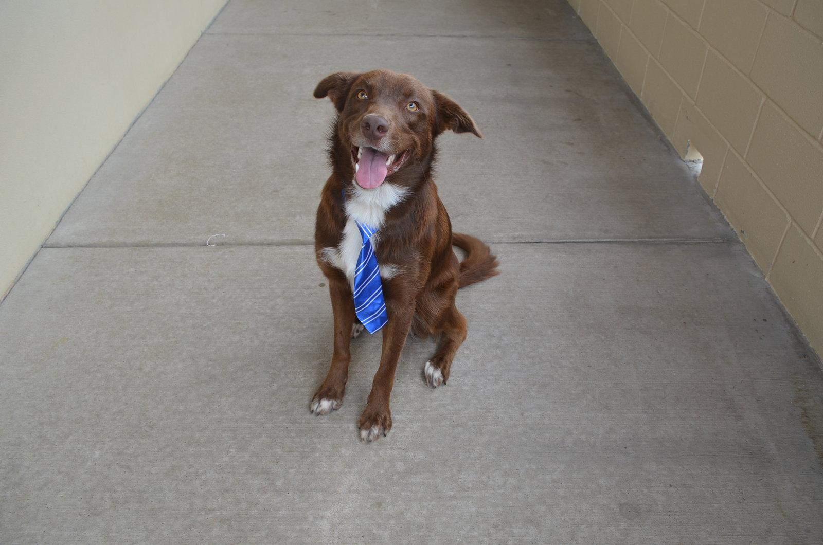 Canyon, Adopted, Young Male Golden Retriever.