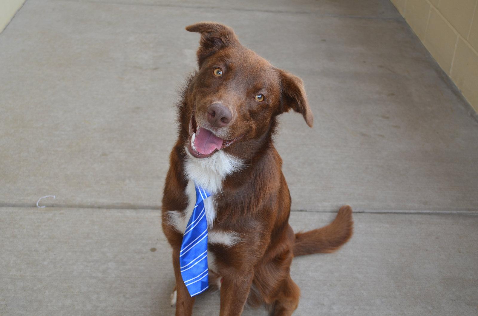 Enlarge Canyon, a Adopted Golden Retriever in McKinney, TX image 2/3