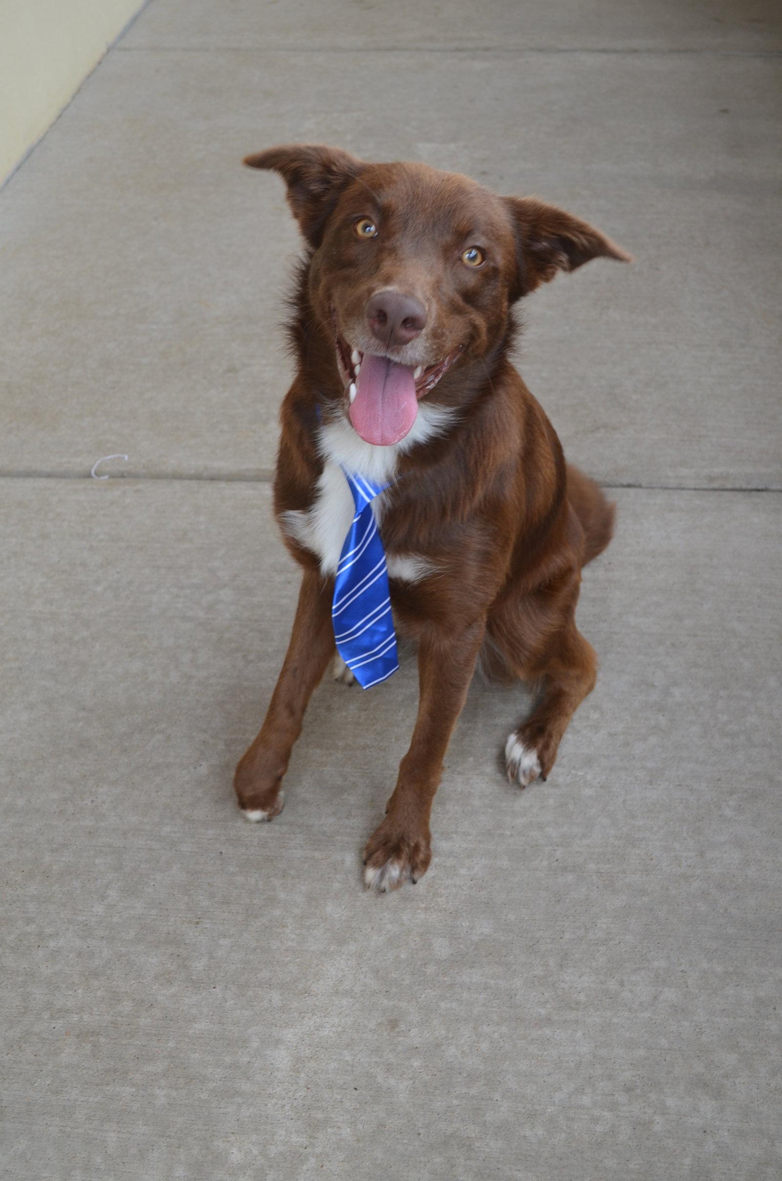 Enlarge Canyon, a Adopted Golden Retriever in McKinney, TX image 3/3