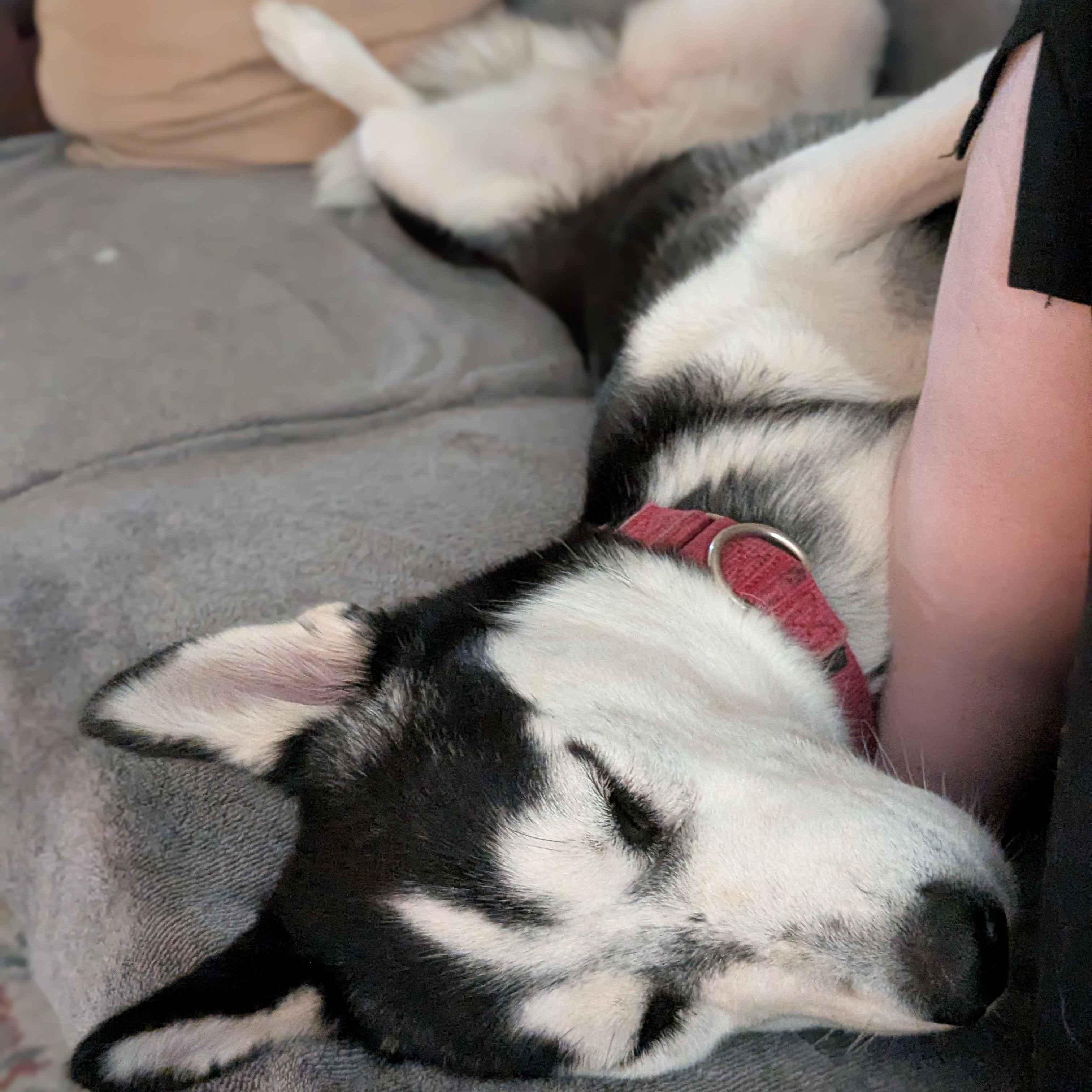 Sprite, Adoptable, Young Female Husky.