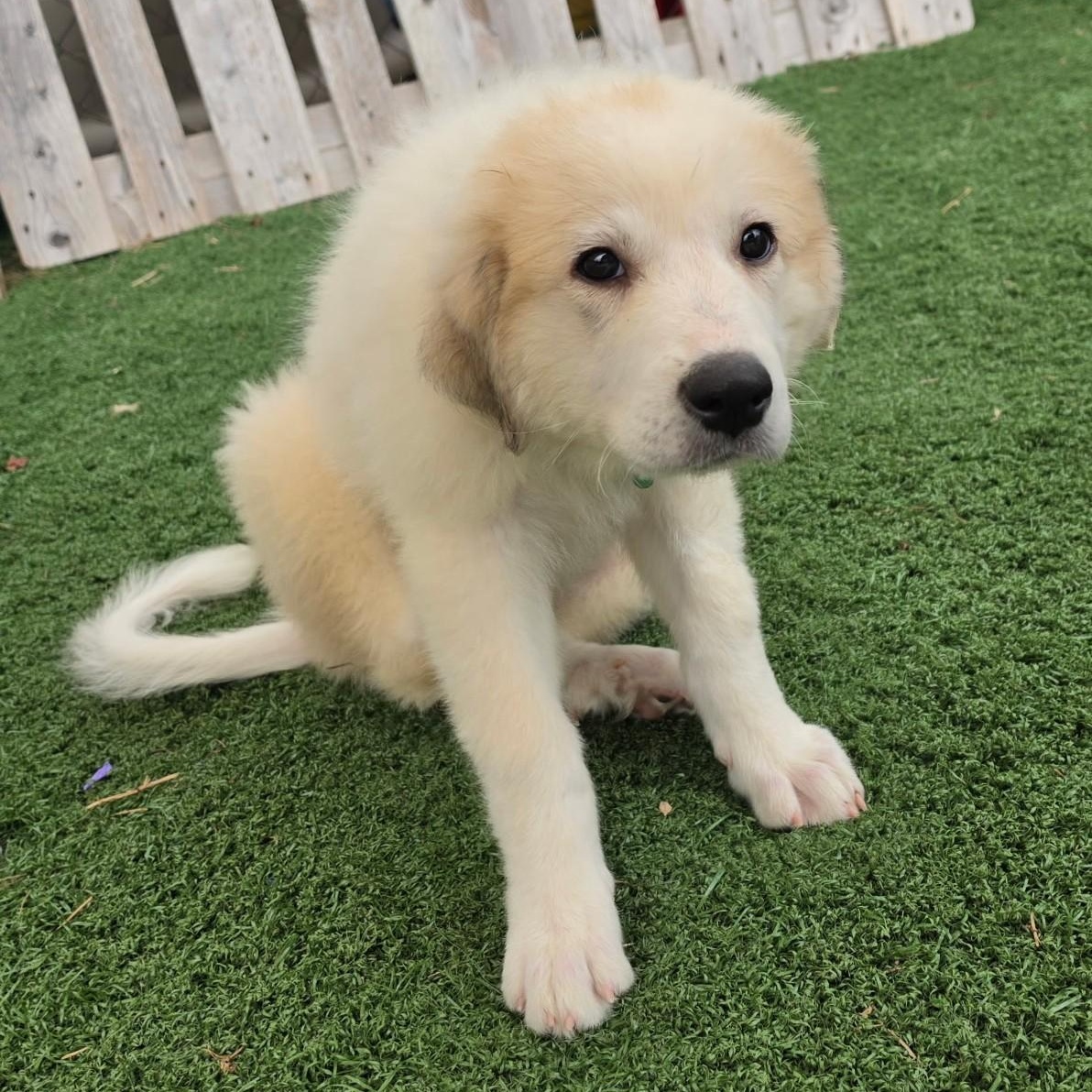 Enlarge Birdie Belle, a Adopted Great Pyrenees in Atlanta, GA image 2/5