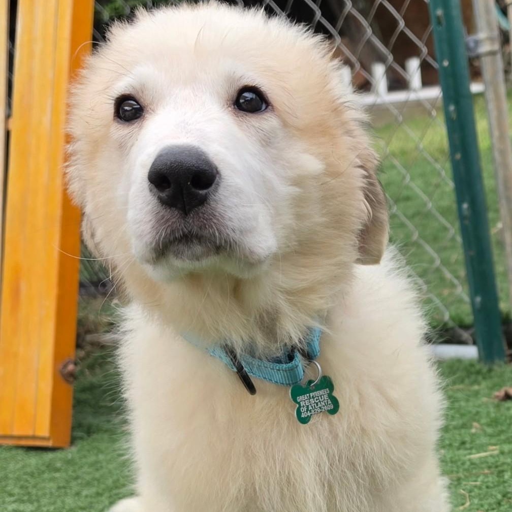 Birdie Belle, Adopted, Young Female Great Pyrenees.