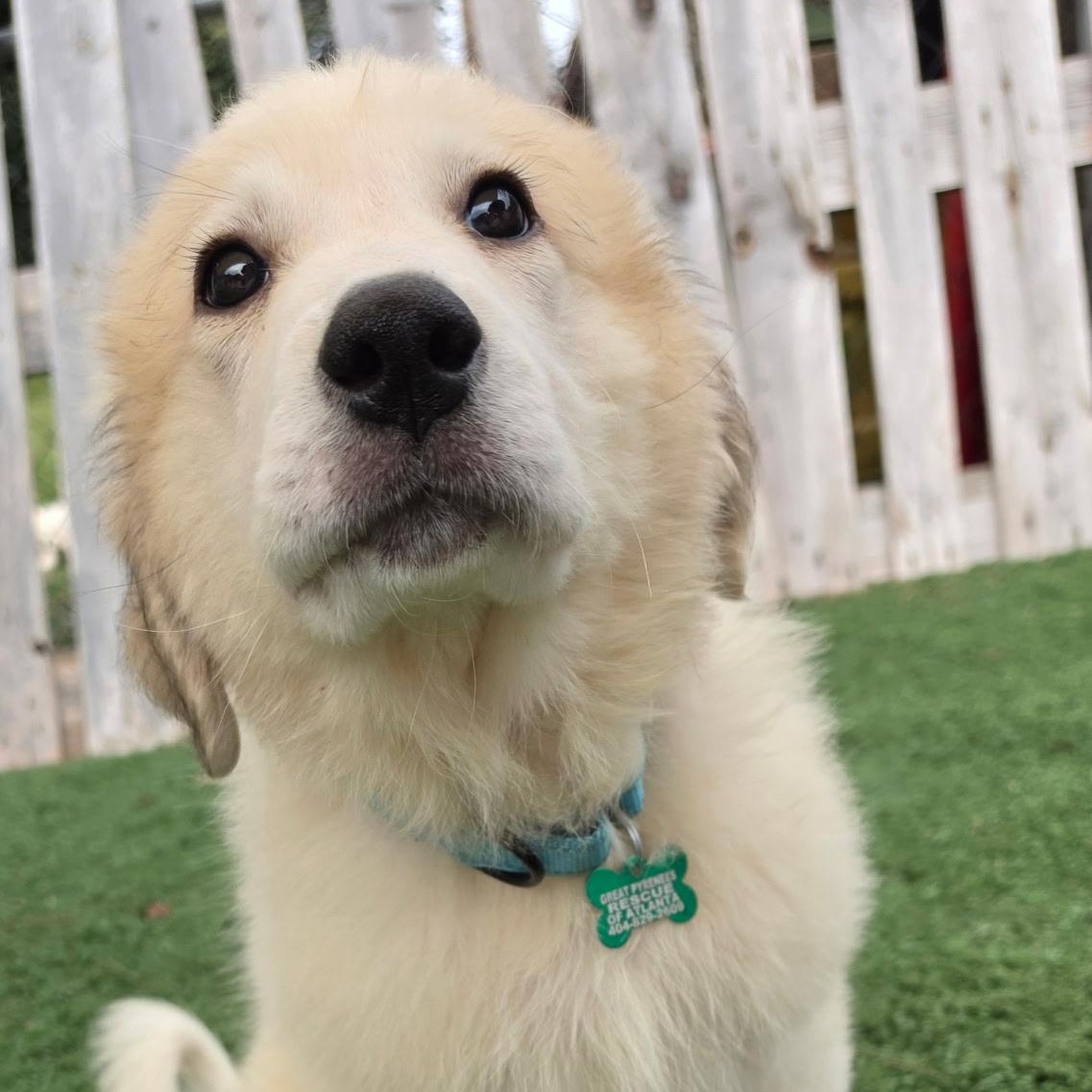 Enlarge Birdie Belle, a Adopted Great Pyrenees in Atlanta, GA image 3/5
