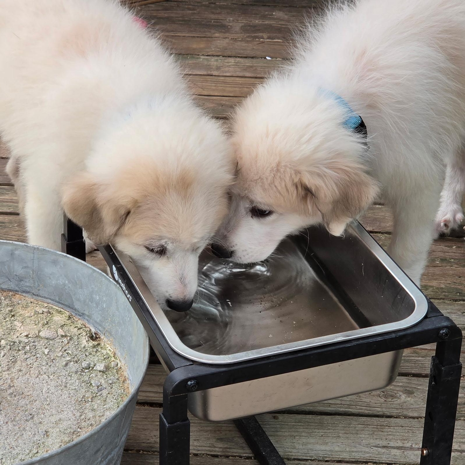 Enlarge Birdie Belle, a Adopted Great Pyrenees in Atlanta, GA image 5/5
