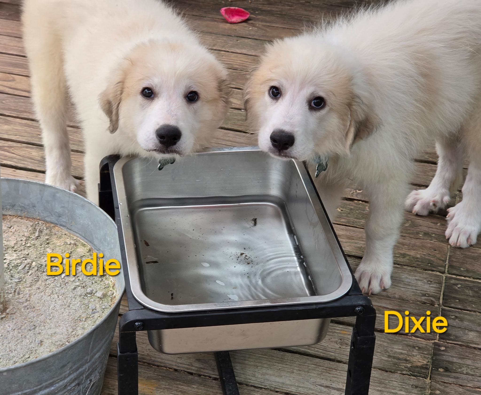 Enlarge Birdie Belle, a Adopted Great Pyrenees in Atlanta, GA image 4/5