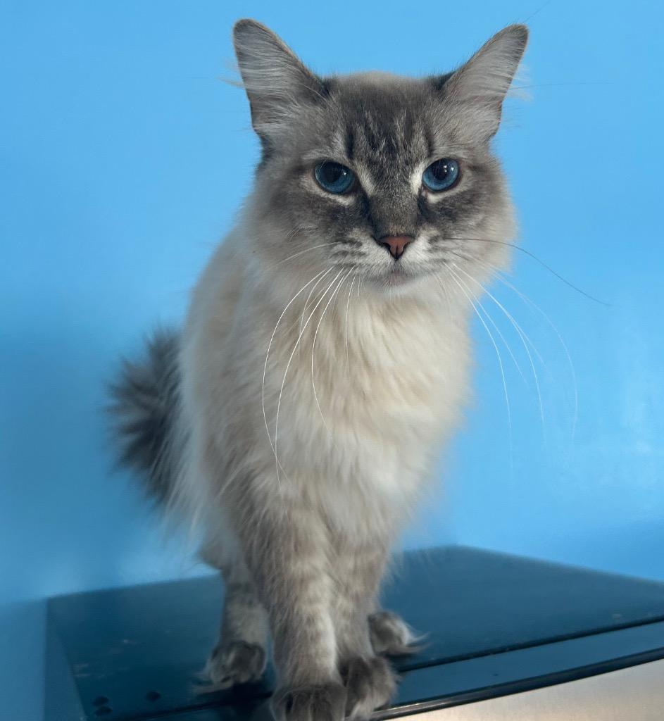 Pica, Adoptable, Adult Female Birman.